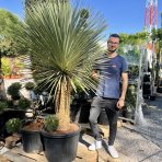 Juka stromová (Yucca rostrata) – výška 110–130 cm, výška kmeňa 60–70 cm, kont. C70L (-22°C)